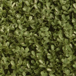 48" Tall Artificial Cone Green Boxwood Topiary Tree With Round Pot -PatioVibe Shop dnat lbxm4 704 48 1 3 90127.1667683833