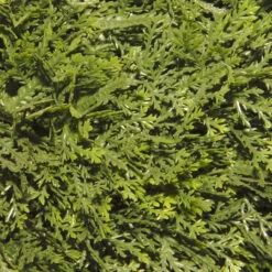 5' Potted Green Cedar Spiral And Ball Landscape Topiary Tree 5 5' Potted Green Cedar Spiral And Ball Landscape Topiary Tree -PatioVibe Shop dnat lcsb4 700 60 3 36285.1667683837