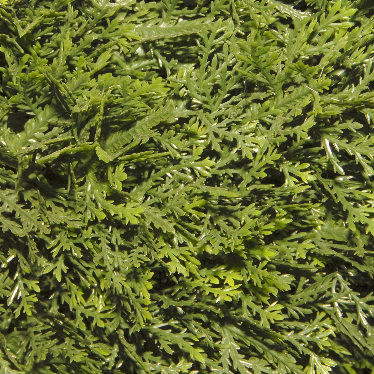 4.5' Spiral Cedar Artificial Tree - Unlit 3 4.5' Spiral Cedar Artificial Tree - Unlit - Image 3