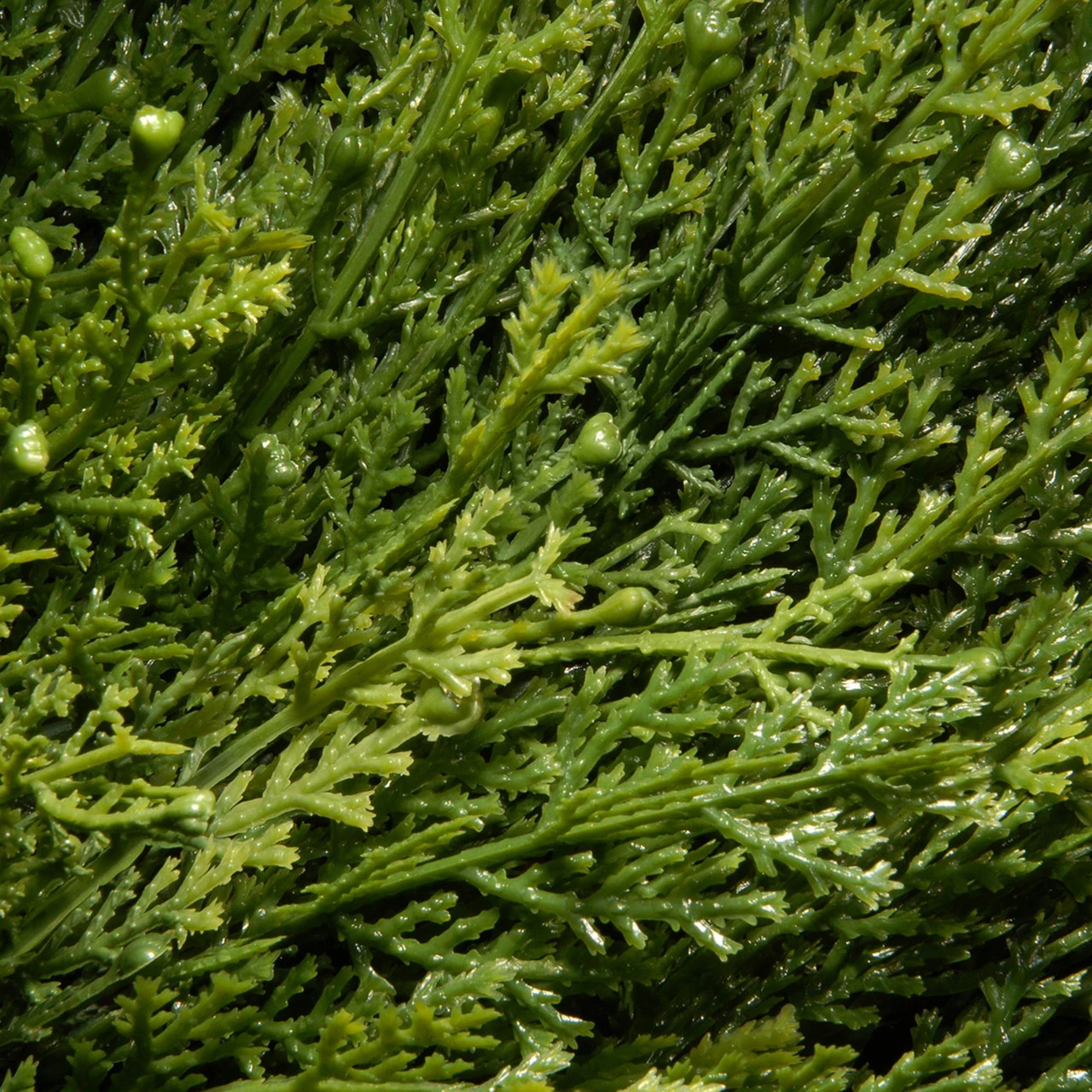 48 Artificial Two-Tone Green Cedar Spiral Tree With Urn Style Pot 3 48 Artificial Two-Tone Green Cedar Spiral Tree With Urn Style Pot - Image 3