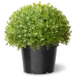13 Green Artificial Japanese Holly Bush With Weighted Pot