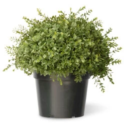 15" Artificial Two-Tone Green Mini Leaf Topiary Ball Shrub In Round Green Pot