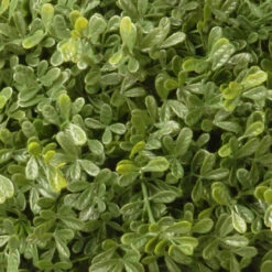 15" Artificial Two-Tone Green Mini Leaf Topiary Ball Shrub In Round Green Pot 5 15" Artificial Two-Tone Green Mini Leaf Topiary Ball Shrub In Round Green Pot -PatioVibe Shop dnat ltlm4 700 15 1 3 65442.1667615660