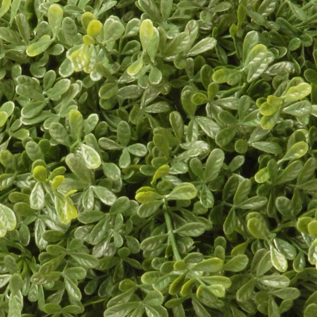 15" Artificial Two-Tone Green Mini Leaf Topiary Ball Shrub In Round Green Pot 3 15" Artificial Two-Tone Green Mini Leaf Topiary Ball Shrub In Round Green Pot - Image 3