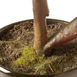 9.5" Potted Artificial Yellow Peony Flower -PatioVibe Shop dnat nf36 5122d 1 3 76283.1667640041