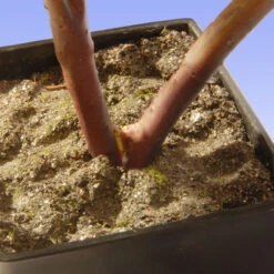 15" Potted Artificial Fuchsia Peony Flower 6 15" Potted Artificial Fuchsia Peony Flower -PatioVibe Shop dnat nf36 5128d 1 3 73573.1667642213