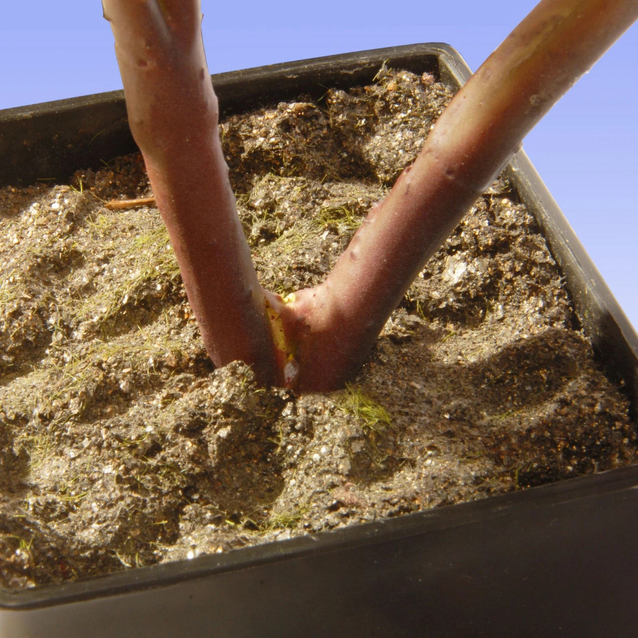 15" Potted Artificial Fuchsia Peony Flower 3 15" Potted Artificial Fuchsia Peony Flower - Image 3